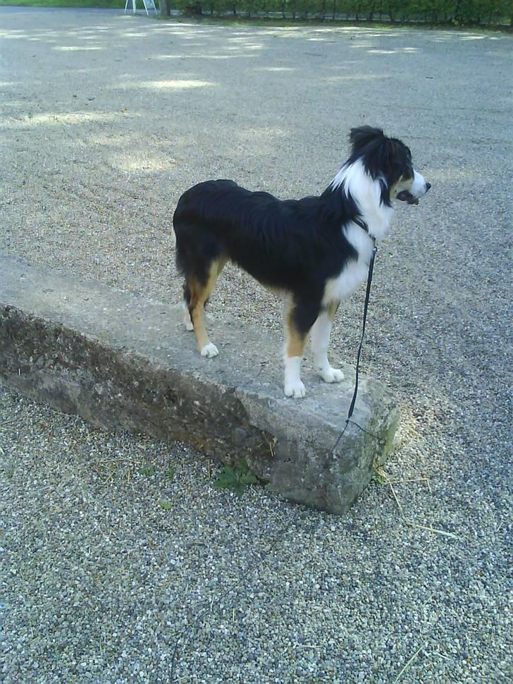 Border collie Dollar <3 billede 18