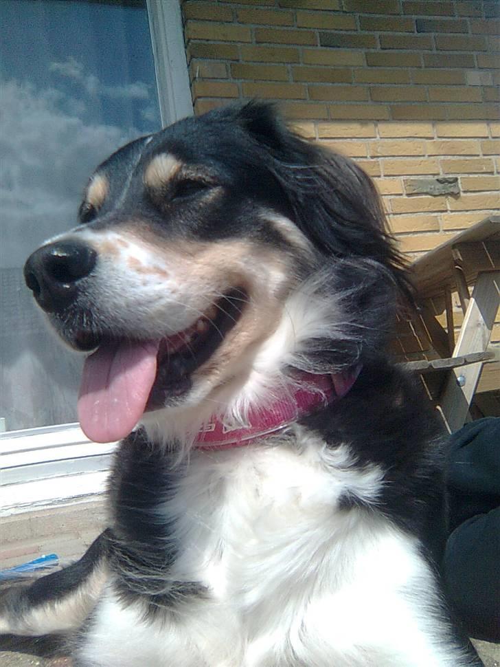 Blanding af racer tulle - feder den i varmen billede 7