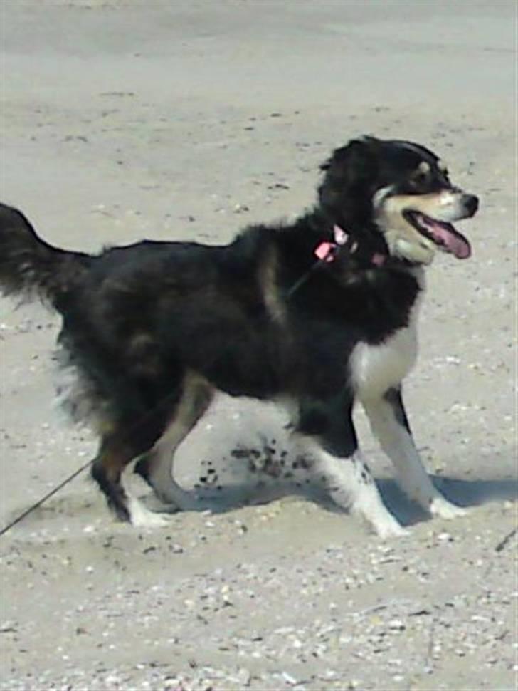 Blanding af racer tulle - dejligt og være på Rømø billede 8