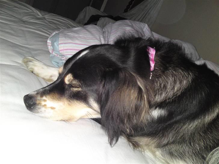 Blanding af racer tulle - tulle tager sig en lille morfar i vores seng..... billede 9