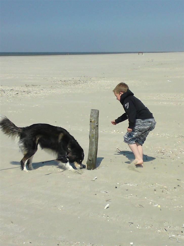 Blanding af racer tulle - victor lokker tulle til og grave efter mus på Rømø billede 10