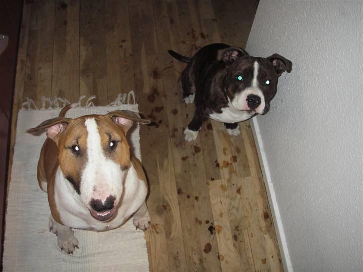 Staffordshire bull terrier Poseidon billede 12