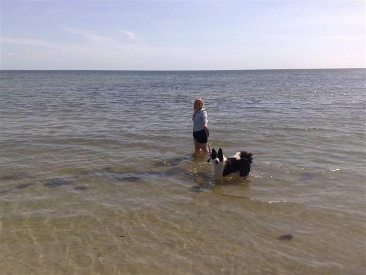 Karelsk bjørnehund Gizmo billede 9