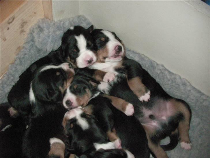 Appenzeller sennenhund Mosca vom Bachsertal billede 7