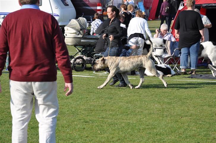 Dogo canario Toro de Canmuç - Brøndby -09 billede 16