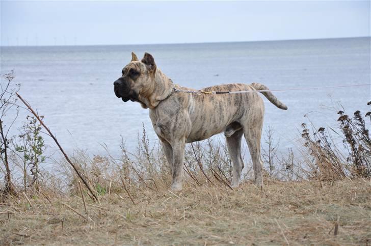 Dogo canario Toro de Canmuç - Sommer -09 billede 17