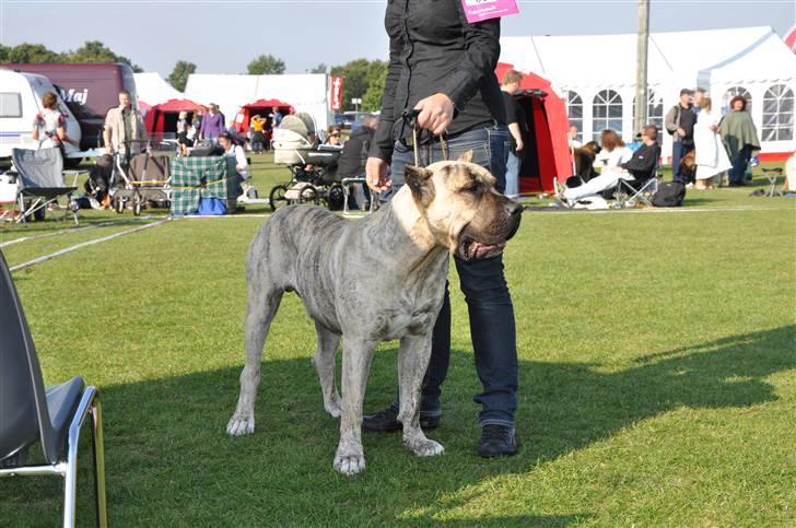 Dogo canario Toro de Canmuç - Brøndby -09 billede 18