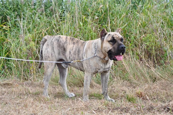 Dogo canario Toro de Canmuç - Sommer -09 billede 19