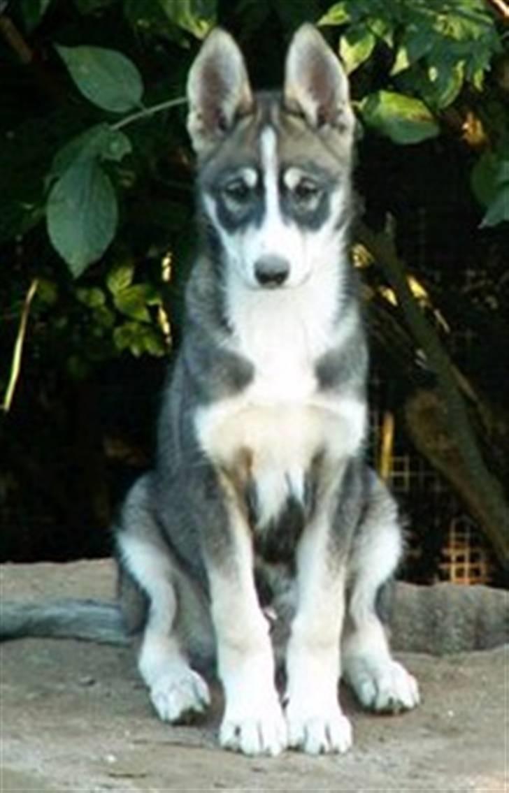 Siberian husky apissorq hansa of edwin - 3½ mdr  billede 1