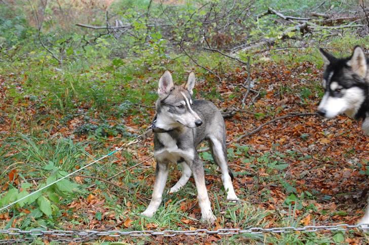 Siberian husky apissorq hansa of edwin - i stakeout for første gang billede 2