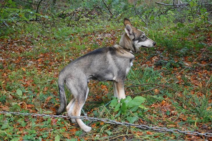 Siberian husky apissorq hansa of edwin billede 3