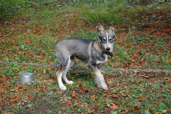 Siberian husky apissorq hansa of edwin billede 4