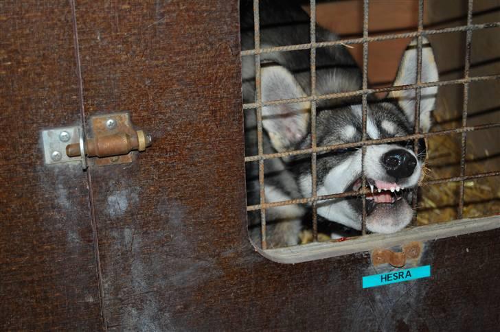 Siberian husky apissorq hansa of edwin - ikke tilfreds med at ligge i hundetraileren billede 5