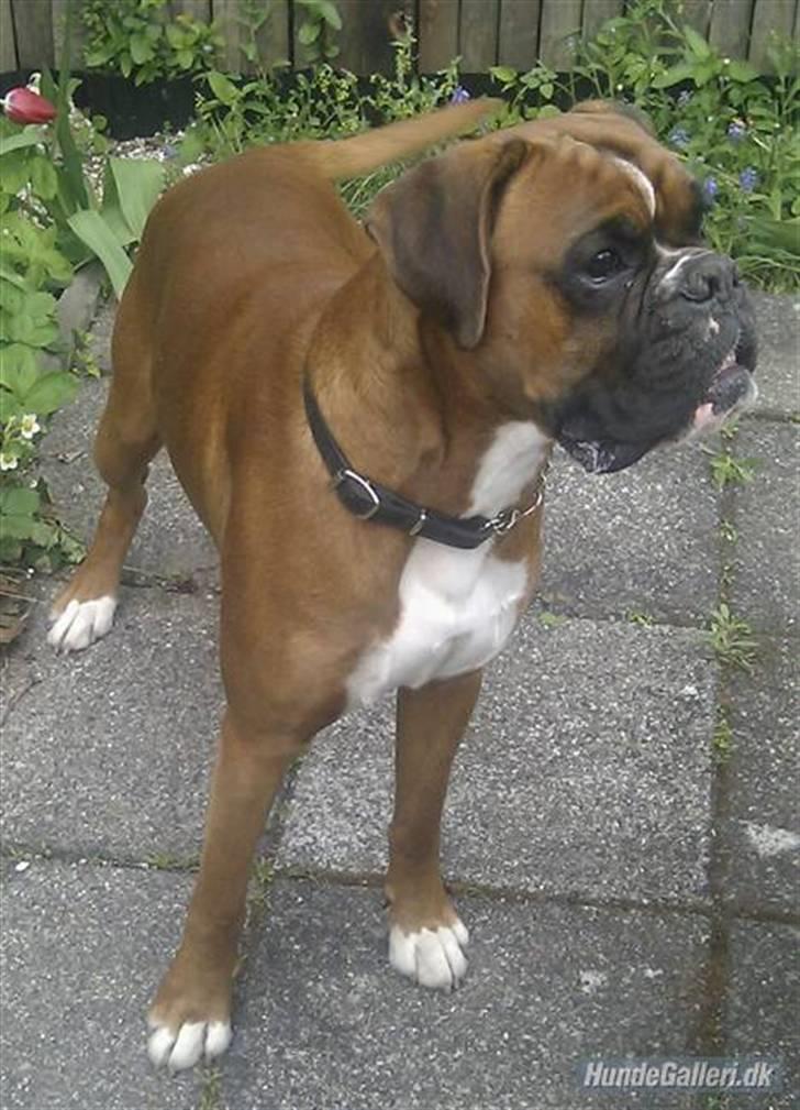 Boxer Kenzo, Keni´s Hummer billede 1