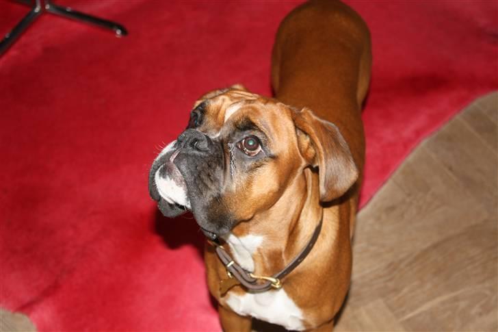 Boxer Kenzo, Keni´s Hummer billede 2