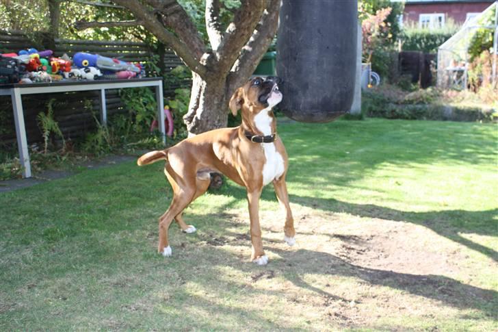 Boxer Kenzo, Keni´s Hummer billede 3