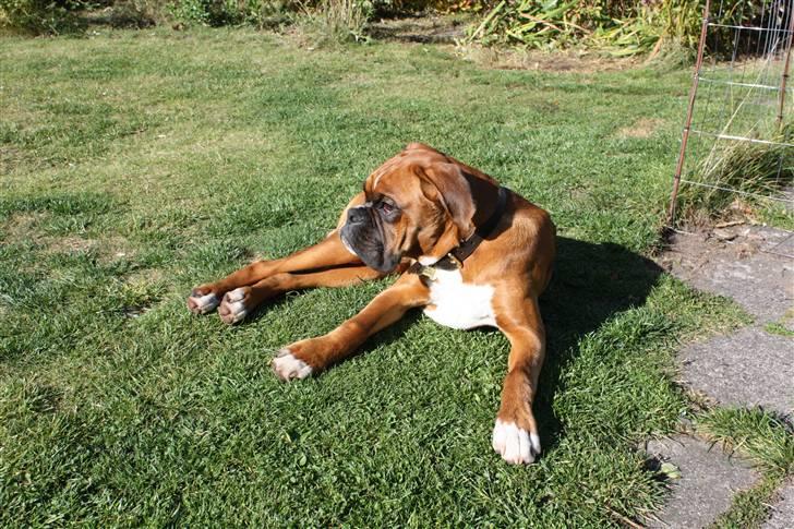 Boxer Kenzo, Keni´s Hummer billede 4