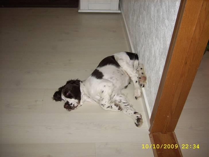 Engelsk springer spaniel Harley billede 10