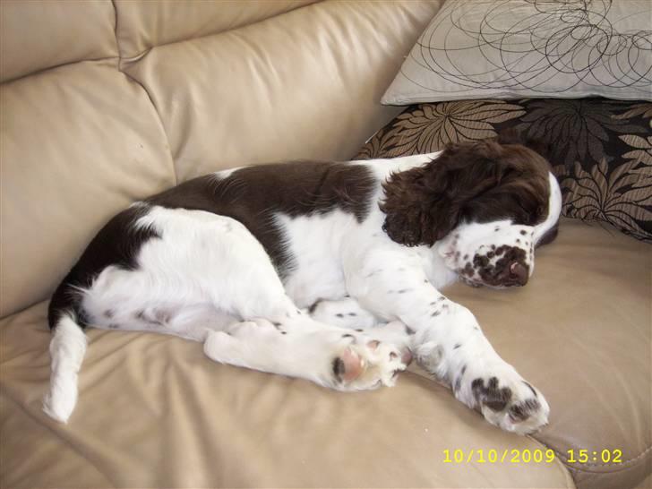 Engelsk springer spaniel Harley - Harley er helt færdig efter at have været ude og lege med sine søskene. billede 11