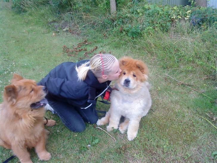 Chow chow Beijing's Baomu Laoshi - Annika elsker bare Kenzo og Baomu, musse for et kys < 3 billede 6