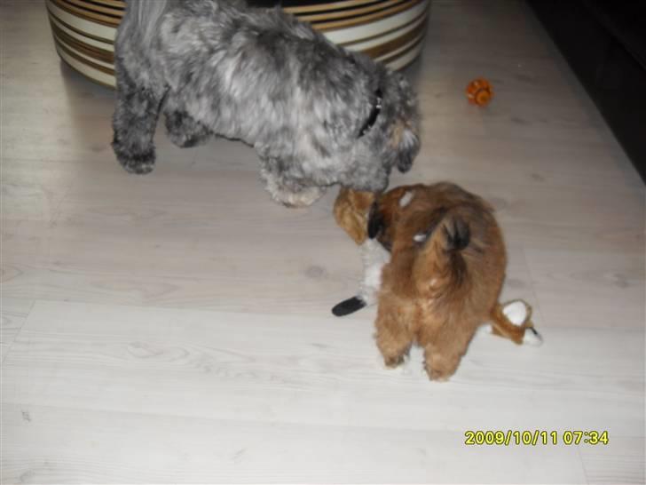 Lhasa apso Ozzy billede 6