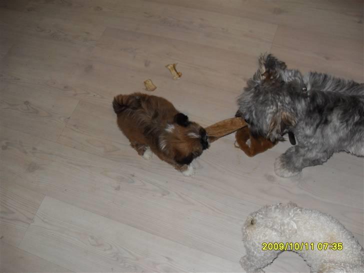 Lhasa apso Ozzy billede 7