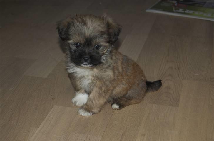 Blanding af racer Nando billede 1