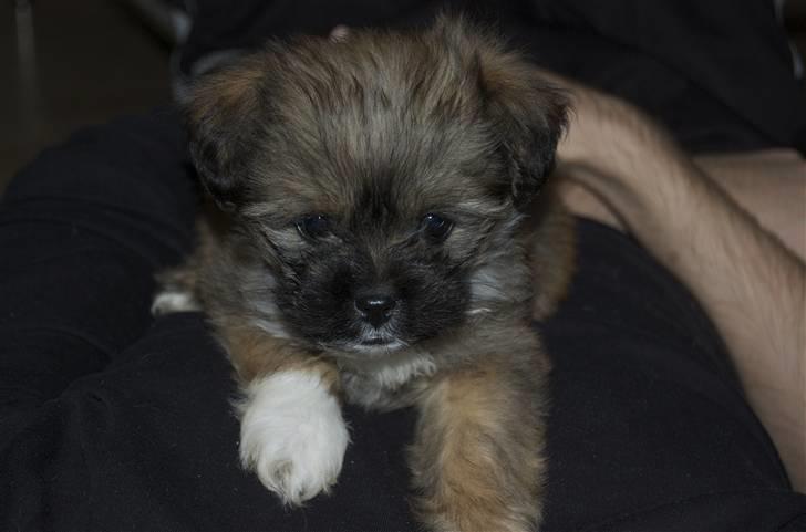 Blanding af racer Nando billede 2