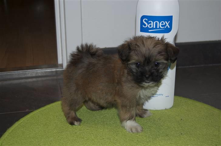 Blanding af racer Nando billede 3