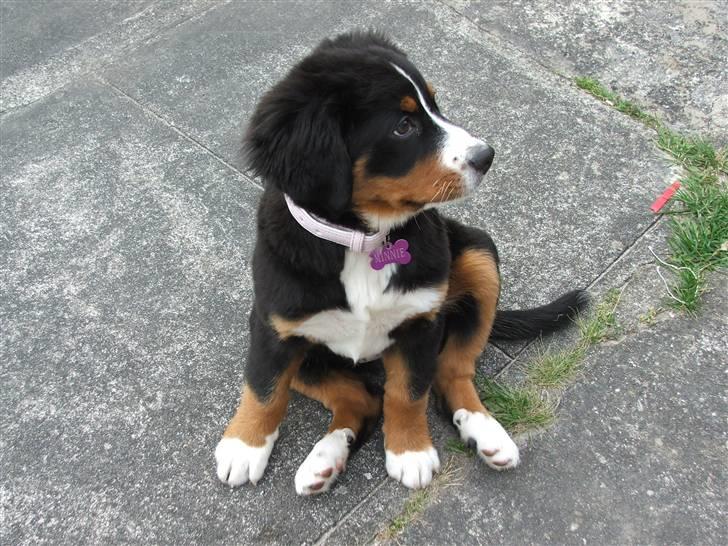 Berner sennenhund Minnie billede 7