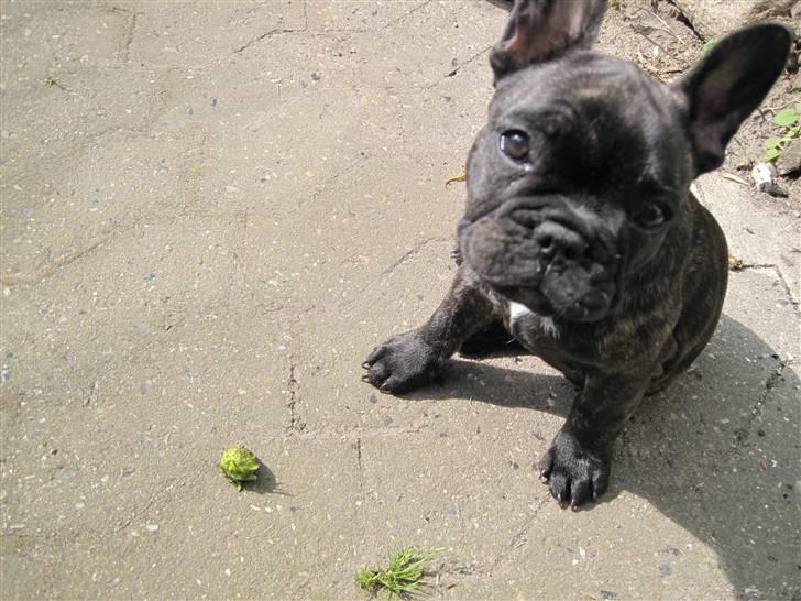 Fransk bulldog Chili - chili som jordbærtyv... gad vide om der bliver nogen tilbage til os, når de bliver modne? billede 1
