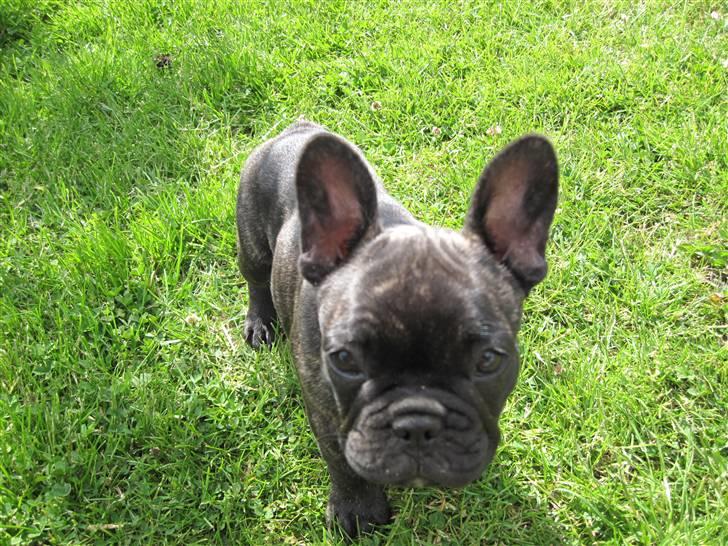 Fransk bulldog Chili billede 2