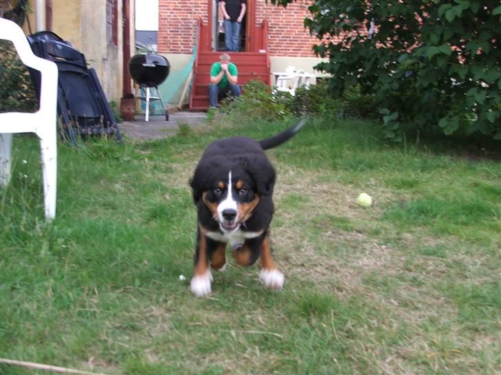 Berner sennenhund Minnie billede 8