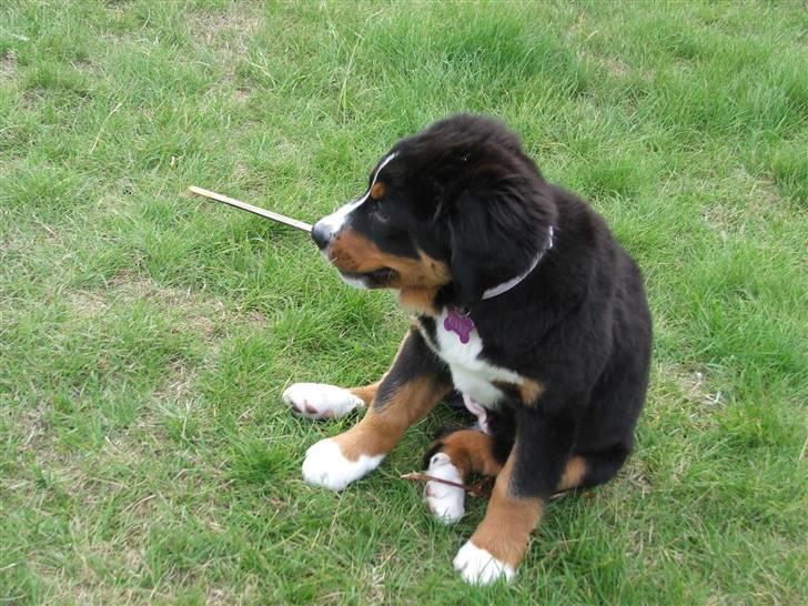 Berner sennenhund Minnie billede 9