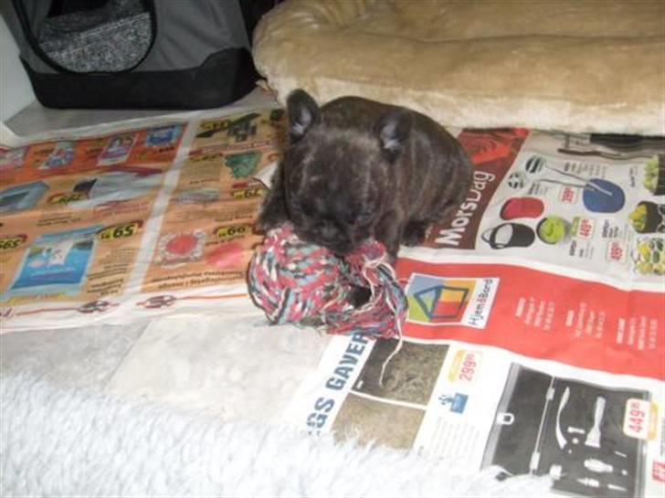 Fransk bulldog Chili billede 3