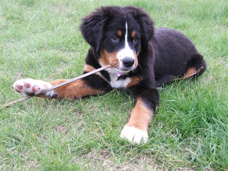 Berner sennenhund Minnie billede 10