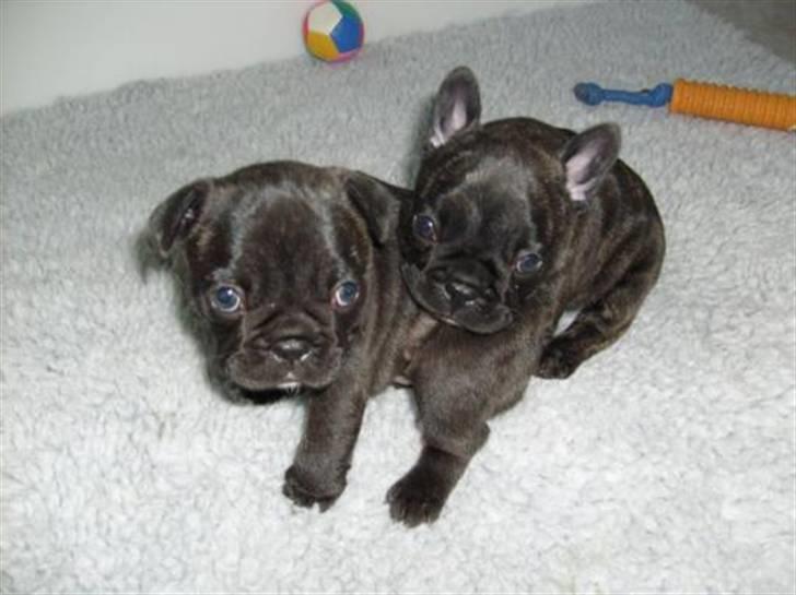 Fransk bulldog Chili - Chili med hendes søster da de er 5 uger (det er chili med de oprejste ører) billede 4