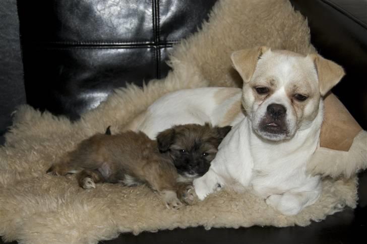 Blanding af racer Nando billede 4