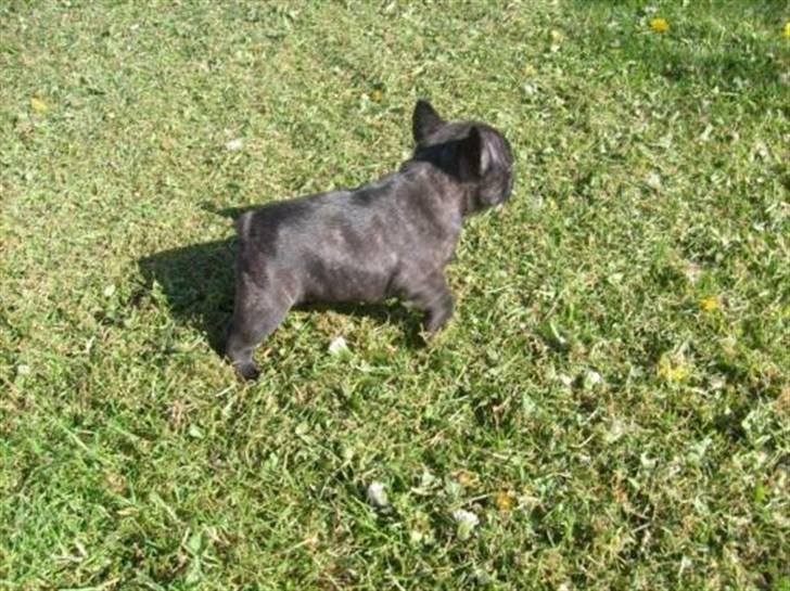 Fransk bulldog Chili billede 5