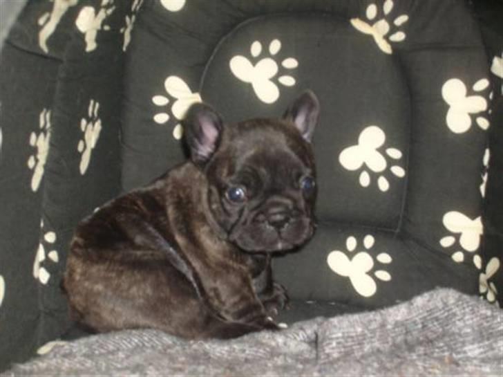 Fransk bulldog Chili billede 6