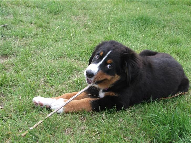 Berner sennenhund Minnie billede 11