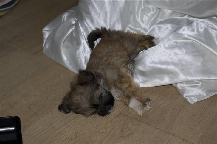 Blanding af racer Nando billede 5