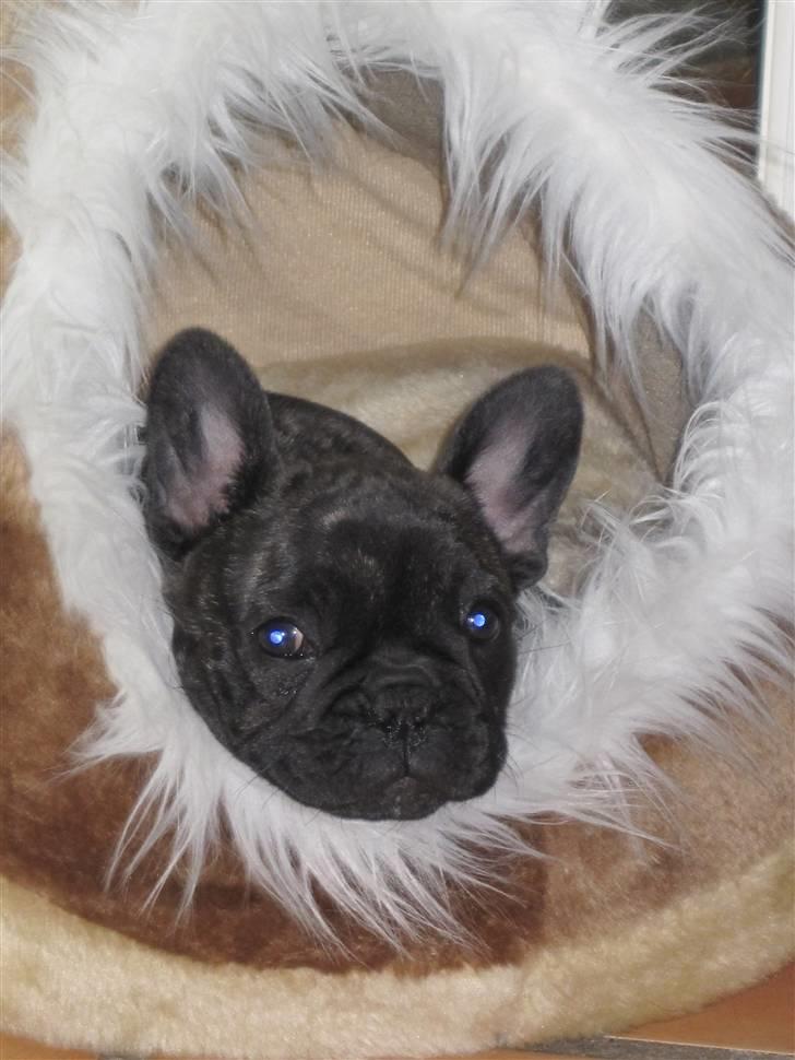 Fransk bulldog Chili - Chili 8 uger gammel billede 7