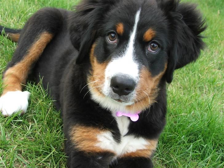 Berner sennenhund Minnie billede 12