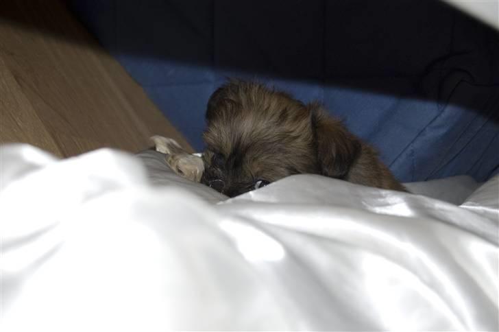 Blanding af racer Nando billede 6