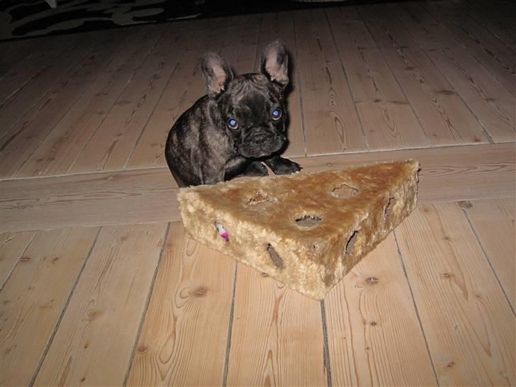 Fransk bulldog Chili - Chili 10 uger gammel billede 8