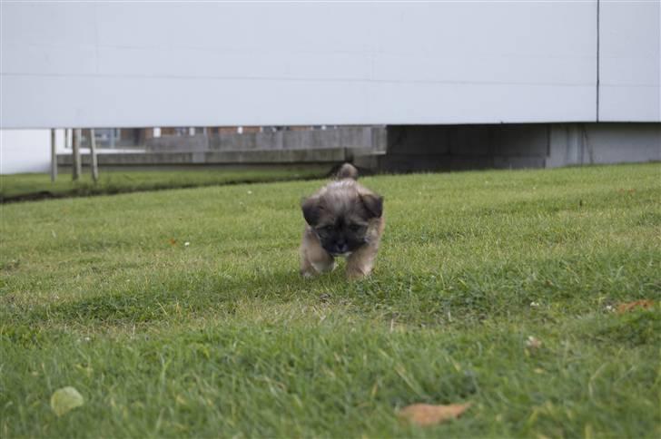 Blanding af racer Nando billede 7