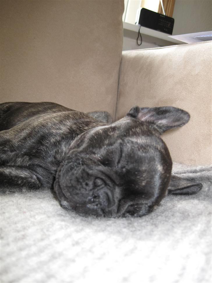 Fransk bulldog Chili billede 9