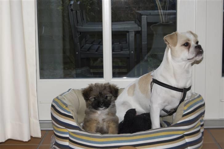 Blanding af racer Nando billede 8