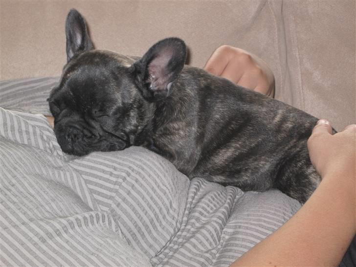 Fransk bulldog Chili - man skal være tæt på hinanden.... det er hygge billede 10